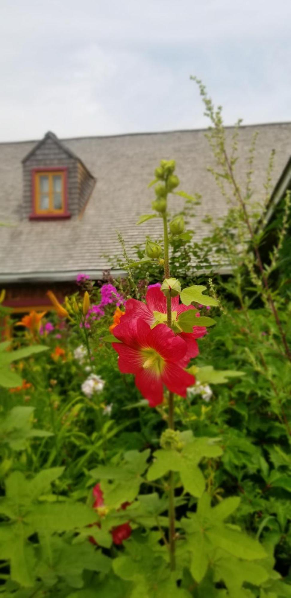 Auberge Le P'Tit Bonheur Saint-Laurent-de-l'ile d'Orleans Esterno foto